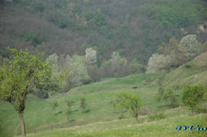 ciobani.jpg